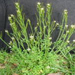 Winter Annual: Hairy Bittercress