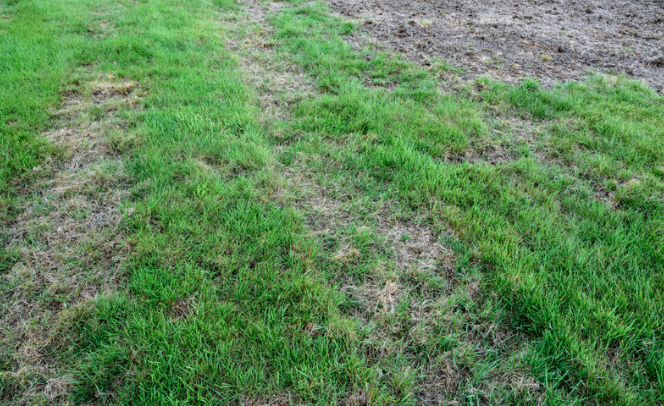 Dead grass